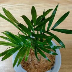 可愛い「苔玉(テーブルヤシ)」の画像
