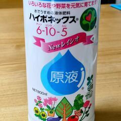 可愛い「苔玉(テーブルヤシ)」の画像