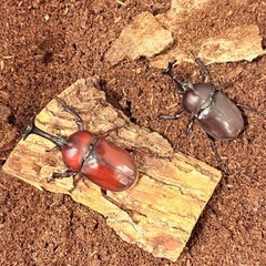 天然　カブトムシ　今だけ2ペアの画像