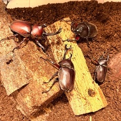天然　カブトムシ　今だけ2ペアの画像