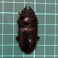 【ネット決済 配送可】 能勢YG 国産オオクワガタ ペア+雌一匹 72.8 46.7 44.5 の画像