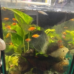 金魚　稚魚の画像