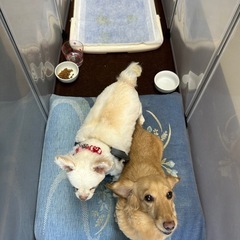 トイプードル