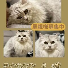 【トライアル中】募集一時停止🍀サイベリアン🍀おんなのこ🩷5歳🐱素...