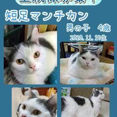 【トライアル中】募集一時停止🍀短足マンチカン🍀男の子💙4歳😸素敵...