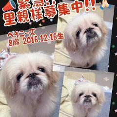 【トライアル中】募集停止🙇‍♀️🐶ペキニーズ🐶おんなのこ🧡8歳🐕...