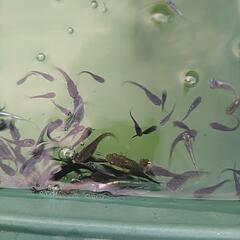 めだかいろいろな品種幼魚、若魚の画像