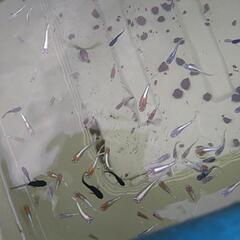 めだかいろいろな品種幼魚、若魚の画像