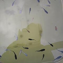 めだかいろいろな品種幼魚、若魚の画像
