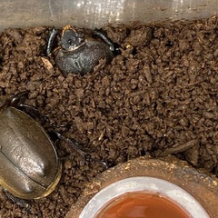 無料　カブトムシ　メス　6〜8匹 の画像