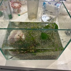 水槽　豚バラブロック　水草　流木の画像