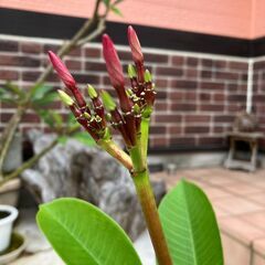 プルメリア☆花芽付きの画像