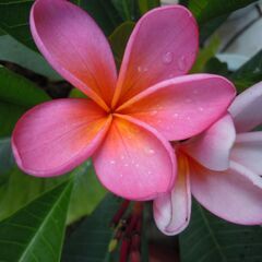 プルメリア☆花芽付きの画像