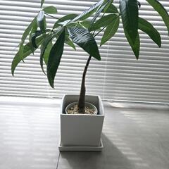◼️パキラ　実生◼️陶器鉢付き　曲がり　55センチの画像