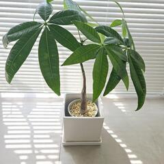 ◼️パキラ　実生◼️陶器鉢付き　曲がり　55センチの画像