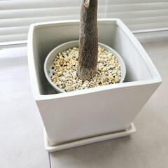 ◼️パキラ　実生◼️陶器鉢付き　曲がり　55センチの画像