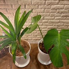❇️ おしゃれ空間にグリーンの彩り✨観葉植物【モンステラ×アレカヤシ】2点セット✨の画像