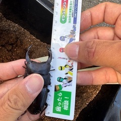 （お子様に）オオクワガタ　ペアの画像