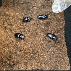（お子様に）オオクワガタ　ペアの画像