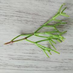 リプサリス（Rhipsalis）の画像