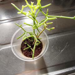 リプサリス（Rhipsalis）の画像