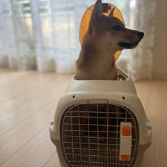 ペットキャリー・ペットハウス(便利なトップオープン)の画像