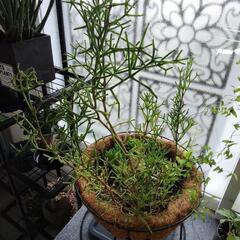 リプサリス（Rhipsalis）の画像