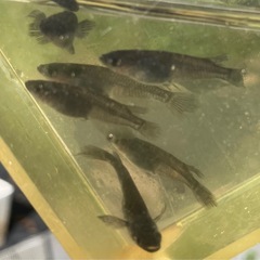 黒くてヒレの長いヤツw　サタン　1ペア の画像