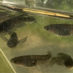 黒くてヒレの長いヤツw　サタン　1ペア の画像