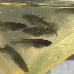 黒くてヒレの長いヤツw　サタン　1ペア の画像