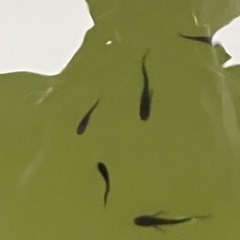 黒くてヒレの長いヤツw　サタン　1ペア の画像
