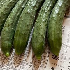 野菜 きゅうり 茄子 の画像