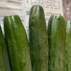 野菜 きゅうり 茄子 の画像