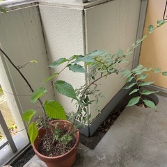 【8/17まで】たぶんケヤキの植木鉢の画像
