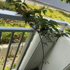 【8/17まで】たぶんケヤキの植木鉢の画像