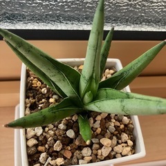 ①サンスベリア　希少種　シルバークラウン　観葉植物　の画像