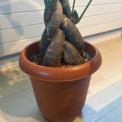 旭川市！引き取り限定！パキラ　８寸鉢入り　サイズ約120cm〜  観葉植物の画像