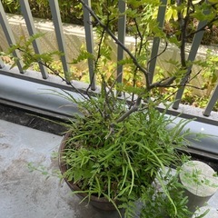 【お早めに】山椒の植木鉢の画像
