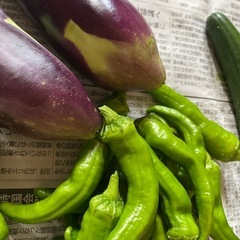 野菜 きゅうり 茄子 の画像