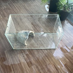 アクアリウム熱帯魚水槽60センチ&シェルターの画像