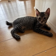 里親募集