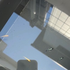 ＊初飼育挑戦!　メダカ　めだか　MIX の画像