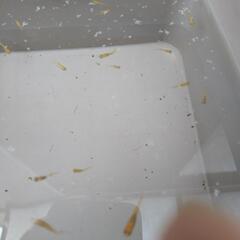 メダカの稚魚＆幼魚　休み期間中　20匹の画像