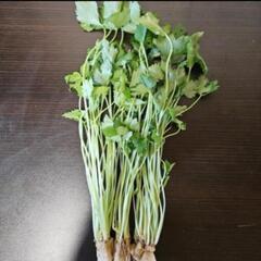 水耕ミツバ 3束の画像
