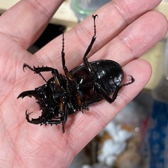 赤レギウス赤目♂の画像