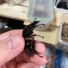 赤レギウス赤目♂の画像