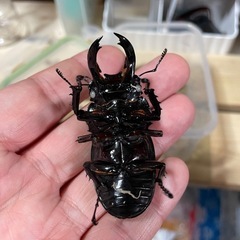 赤レギウス白目　1ペアの画像