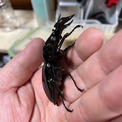 赤レギウス白目　1ペアの画像