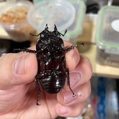 赤レギウス白目　1ペアの画像