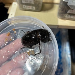 赤レギウス白目　1ペアの画像